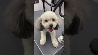 Little Dog Suffers from Separation Anxiety | Maltipoo Gets Nervous When Getting Groomed