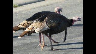 Wild Turkeys in Folsom, California