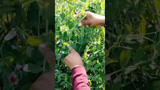 complete information Pisum Sativum #sciencevideo  #viralshortvideo #viralvideo