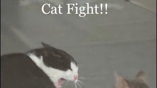 Cat volg 1 (Cat EXTREME FIGHT!!)