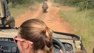 Rhino charging towards a safari car in Jungle