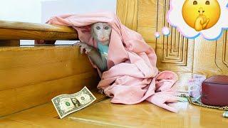 Pupu Monkey Plans to Get Money from His Mother's Wallet