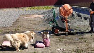 Rough Collie reaction to a stream of water. Playing with water