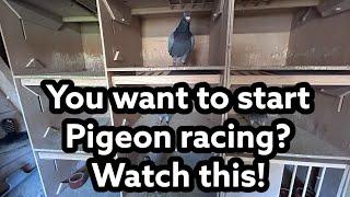 Get Ready to Win with These Easy PIGEON RACING Tips