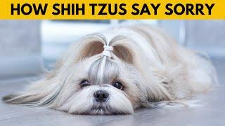 How Do Shih Tzus Apologize to Humans?