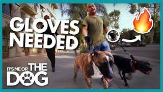 Aggressive Pitbulls Leave Painful Blisters if Walked Without Gloves! | It's Me or The Dog