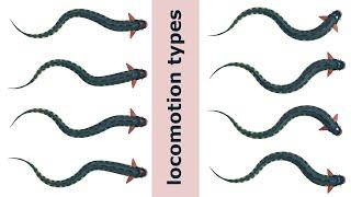 Fish Locomotion