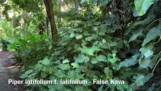 Piper latifolium f. latifolium - False Kava