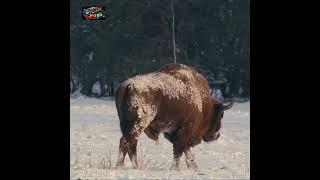 Bison herd foraging in snow at Slough Creek Yellowstone Park #shorts