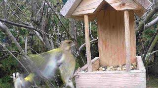 1st video remake: visits of  European robin, goldfinch, greenfinch coal tit, great tit, tree sparrow