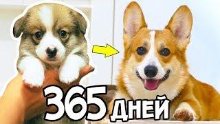 ШОК! Как ИЗМЕНИЛСЯ Мой ЩЕНОК за 365 ДНЕЙ? История Моей СОБАКИ КОРГИ 1 Год