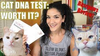 FINALLY giving my Cat a DNA TEST! (Basepaws CatKit Review) - Cat Lady Fitness