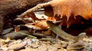 From the Field: Linking land and water in brook trout conservation