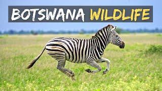 Botswana Wildlife | Self Drive 4x4 Botswana | Chobe4x4 | Ep 9