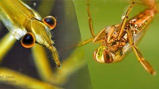 These are the monsters I caught in the lake! A water scorpion and a water wasp!