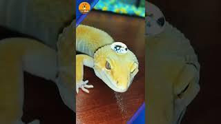 Gecko is completely waterproof! 