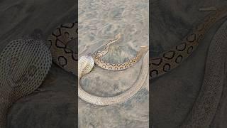 दोनो सांपो में सबसे ज्यादा खतरनाक कौन #snake #viralvideo #trending #youtubeshorts #shorts