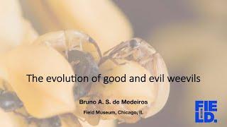 Bruno de Medeiros - The evolution of good and evil weevils