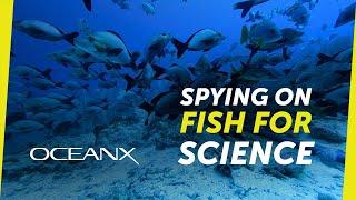 Fishing for Footage: Baited Remote Underwater Video Systems