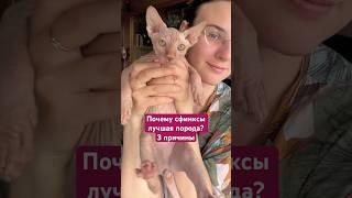 СФИНКСЫ ЛУЧШАЯ ПОРОДА? #животные #кот #sphynx #сфинкс #кошки