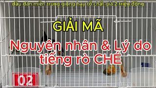 GIẢI MÃ NGUYÊN NHÂN VÀ LÝ DO TIẾNG RÒ CHÉ Ở CHIM CHÀO MÀO | Thiên Phúc Hồ Sơ Chiến Binh