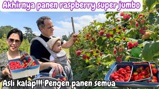 AKHIRYA PANEN RASPBERRY SUPER JUMBO || ASLI KALAP!!! PENGEN PANEN SEMUA