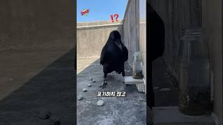 7살 아이 정도의 지능을 가졌다는 이 동물