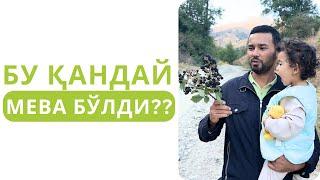 УШБУ МЕВАНИ ЕТИШТИРИШ ҚИЗИҚ БЎЛИШИ МУМКИНМИ???