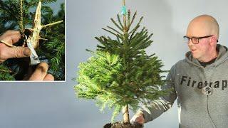 Making a Norway Spruce Bonsai from nursery stock