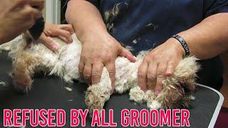 Turned Away By All Groomers But Me