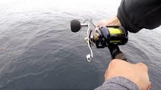 YellowTail fishing with Daiwa Lexa reel