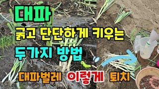 대파 굵고 단단하게 키우는 방법 두가지 대파벌레 퇴치 농약 없이 이렇게 #대파옮겨심는법