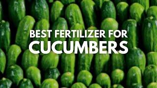 Best Fertilizer For Cucumbers - For the Juicy Cucumbers