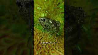 如果鱼冲进马桶里，最终会到达哪里？ #百科密码 #科普 #知识渊博