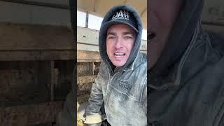 Checking out my new nesting box! #chicken #egg #food #america #youtube #youtubeshorts #cow #beef