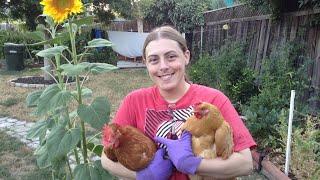 Backyard Chickens 101-The Ultimate Frugal Pets