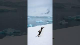 My Wildlife Photos Day 10: Antartica Penguin