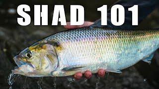 SHAD FISHING 101 (MONTREAL SHAD RUN TIPS & TRICKS)