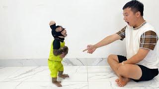 OMG! Cubis Monkey Gets Caught Red-Handed By Dad Pretending To Be A Thief!