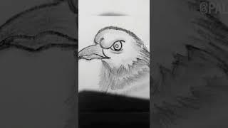 Be like a HAWK | Fly high | Hawk sketch | Sketch for kids | #techtalkwithpal