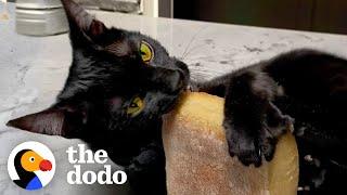 Cat goes WILD for Trader Joe's ciabatta! | The Dodo Cat Crazy