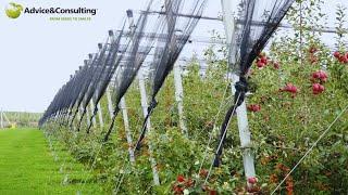 Intensive apple orchard projects with made in Italy technologies