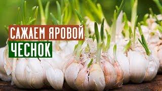 Легче не бывает! Самый простой способ посадки чеснока / Садовый гид