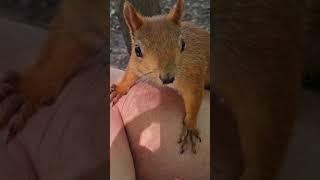 Squirrels in the Moscow forest #travel #shorts #animals