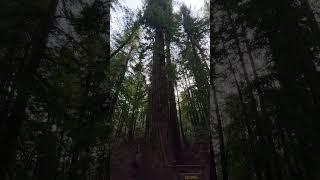 Giant Redwood -Sonoma County #hike #outdoors #top #adventure #best #forest #giant #travel #family