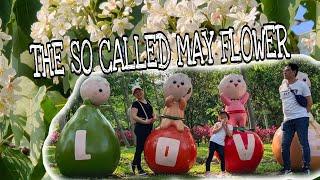 LET ME TOUR YOU GUYS THE SO CALLED MAY FLOWER, THE FLOWERING TREE THAT BLOOMS EVERY MAY/ TAIWAN VLOG
