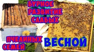 Развитие слабых пчелиных семей весной.Что делать, если Ваши пчелы слабые.