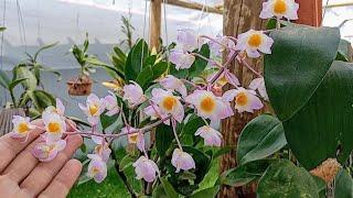 COMO FAZER DENDROBIUM FLORIR RÁPIDO️