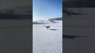 Обычное утро в нашей деревне #новоеархангельское #мигпёс