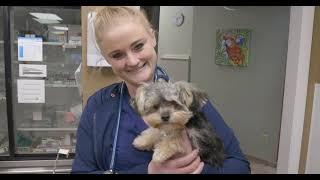 Get to Know ULVH Veterinarian Dr. Laura Besecke